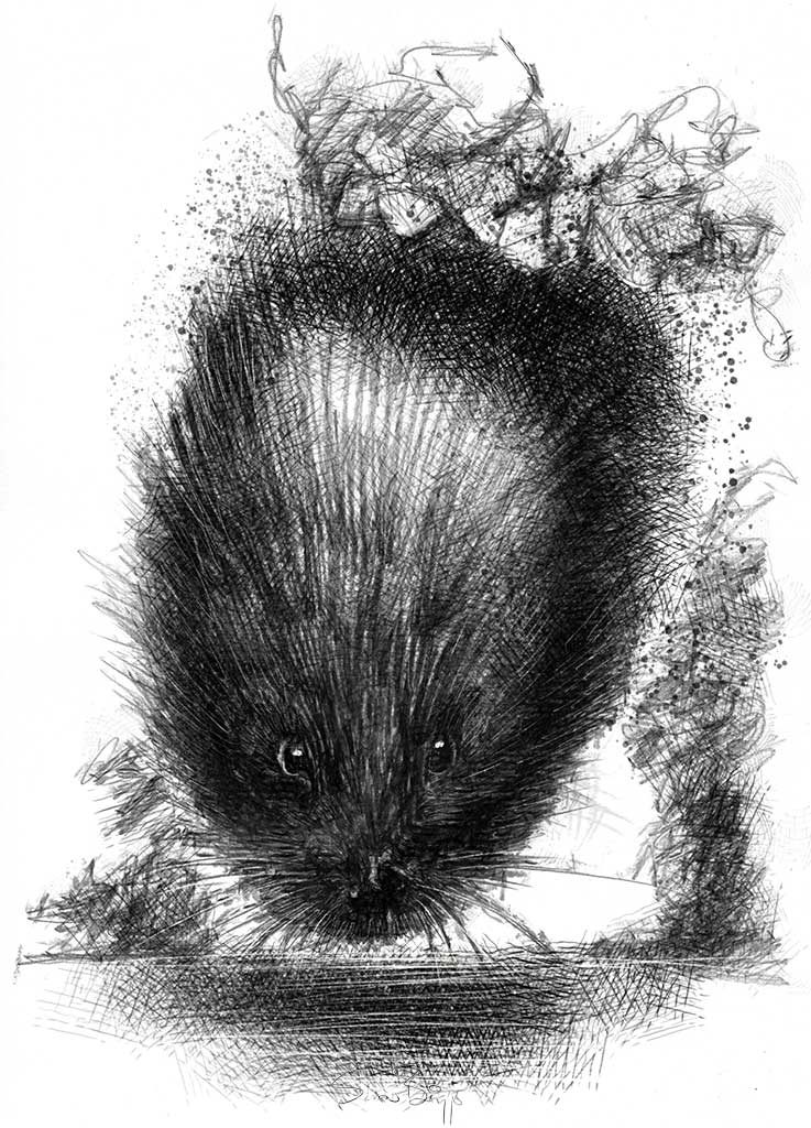 Water vole SeanBriggs