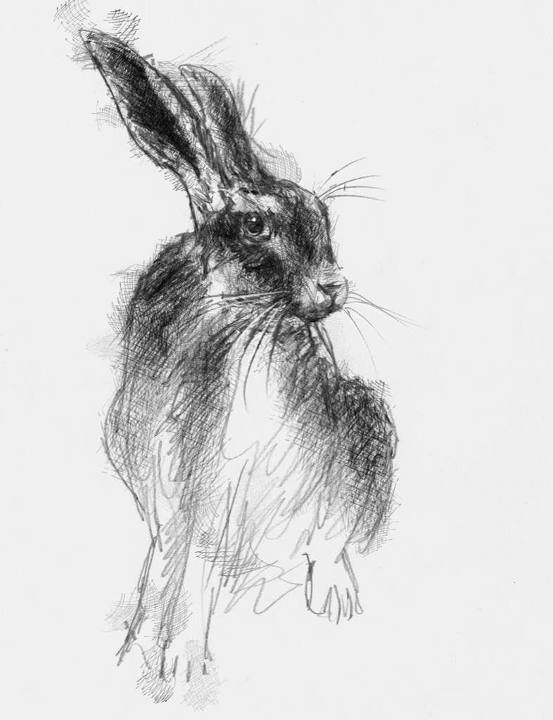 Hare | SeanBriggs