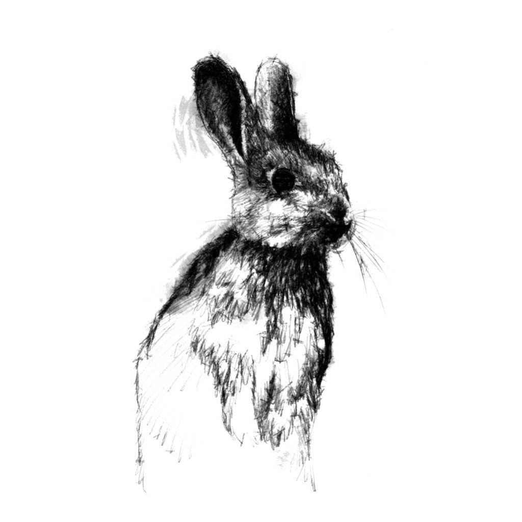Rabbit sketch | SeanBriggs