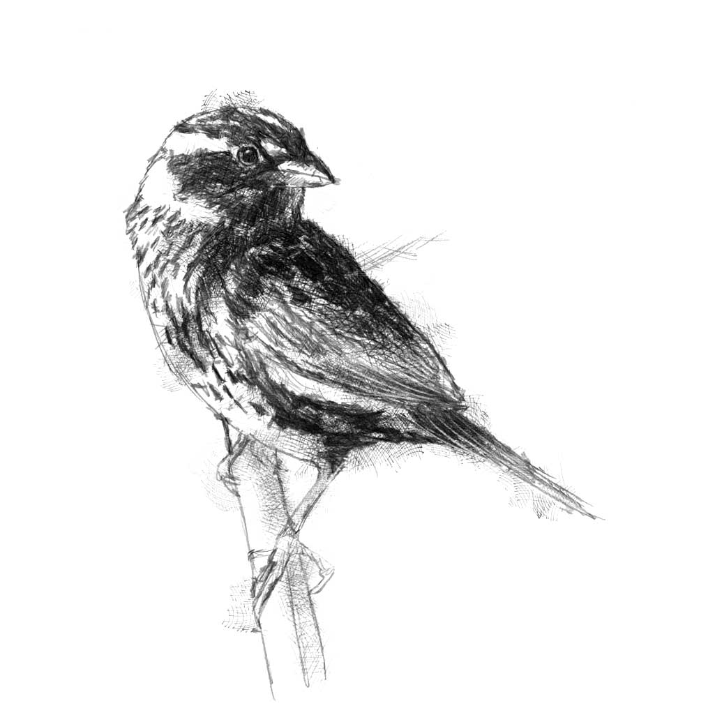 Original Sparrow sketch SeanBriggs