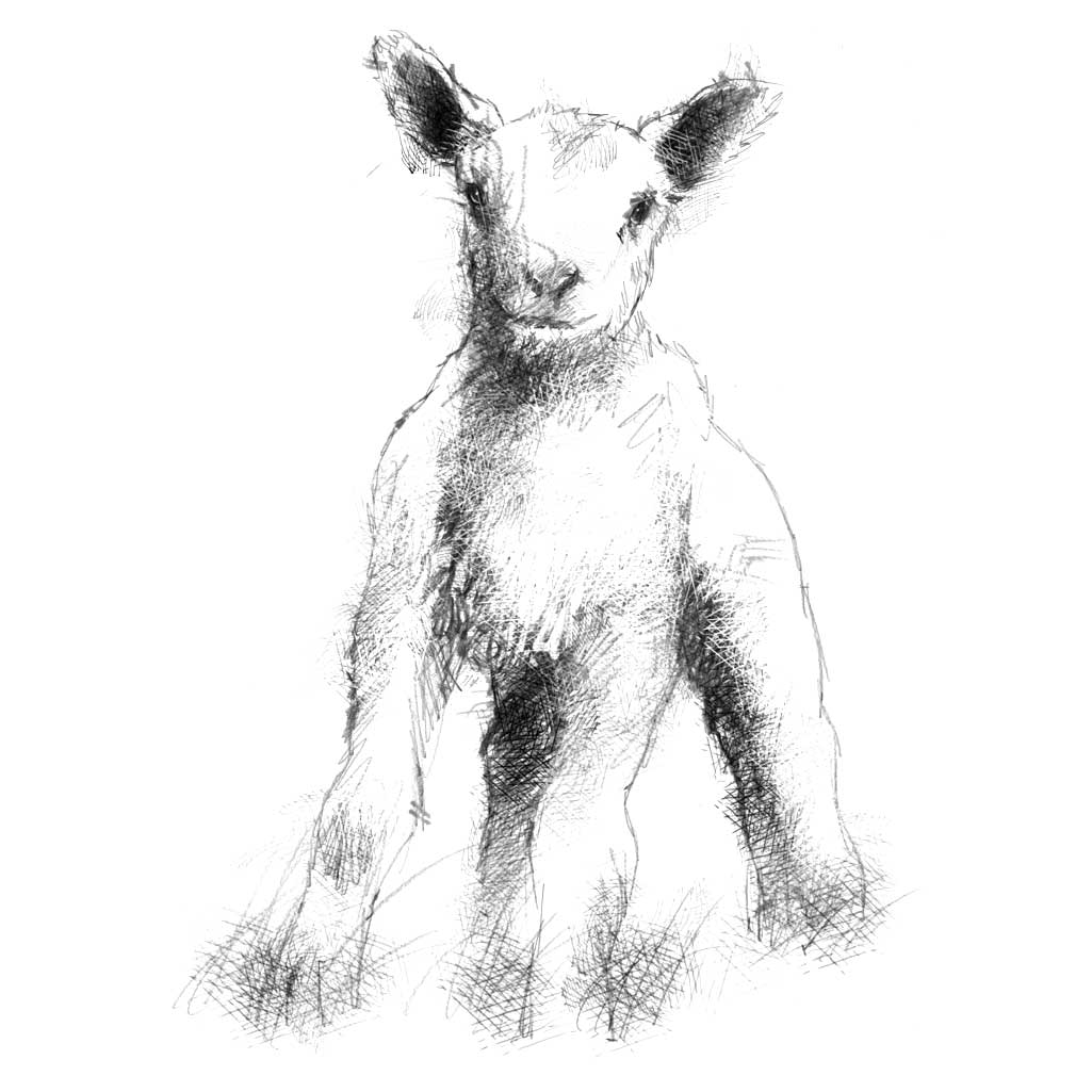 Original Lamb sketch SeanBriggs