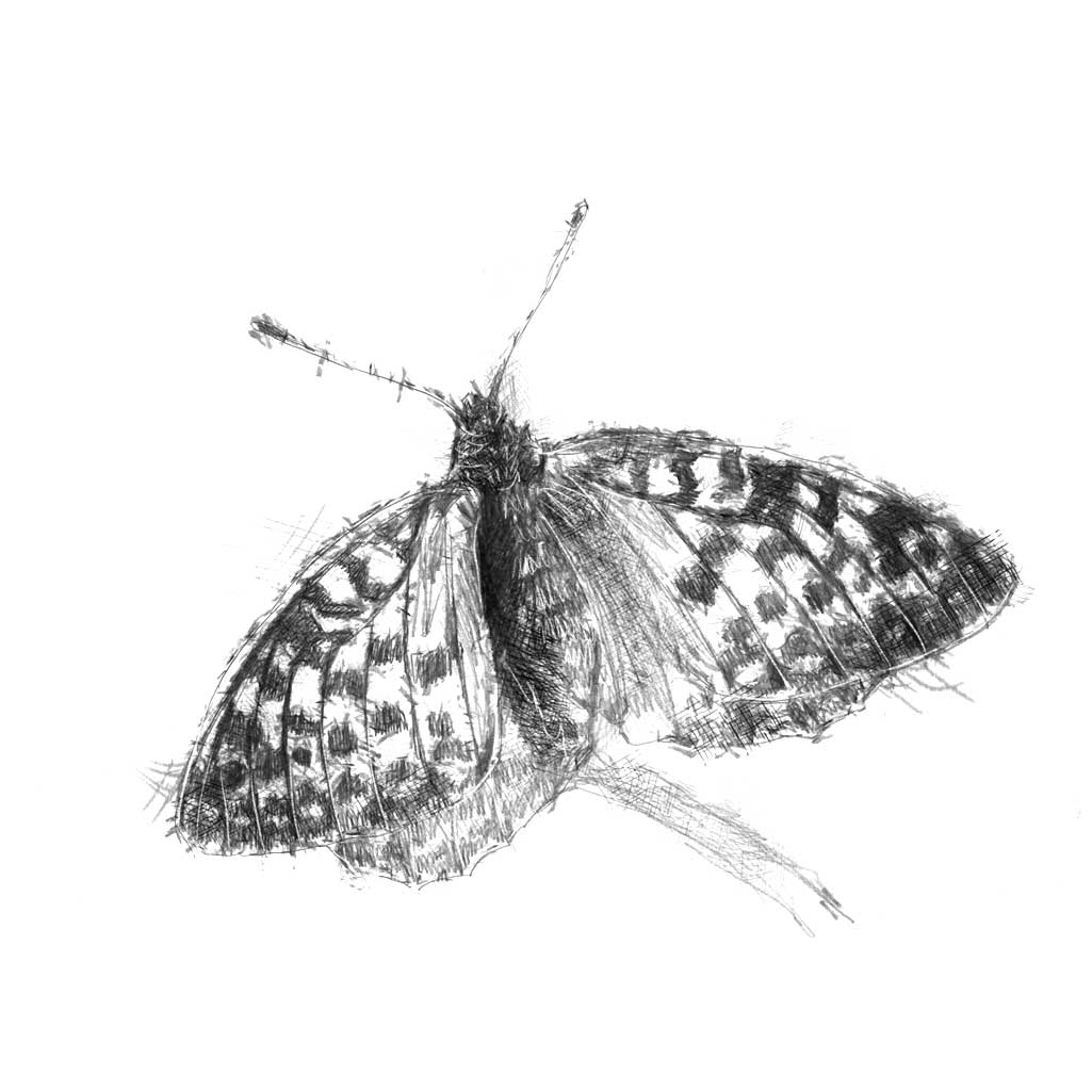 Fritillary butterfly sketch SeanBriggs