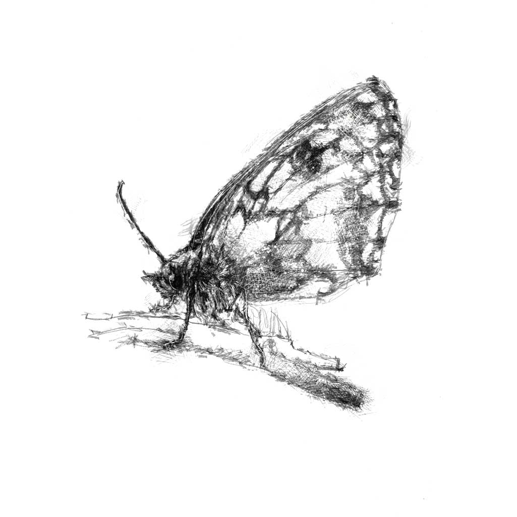 Wall butterfly sketch SeanBriggs