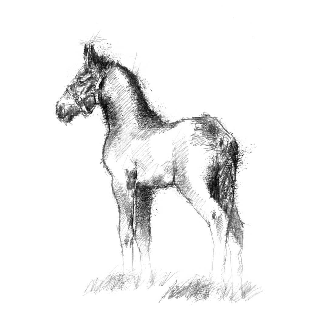 Карандашный набросок 5 букв сканворд. Наброски лошадей. Зарисовки животных. Лошадь рисунок набросок. Карандашный набросок лошади.
