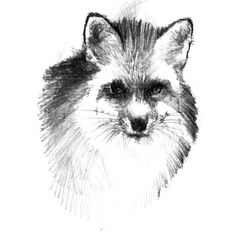 Red fox sketch | SeanBriggs