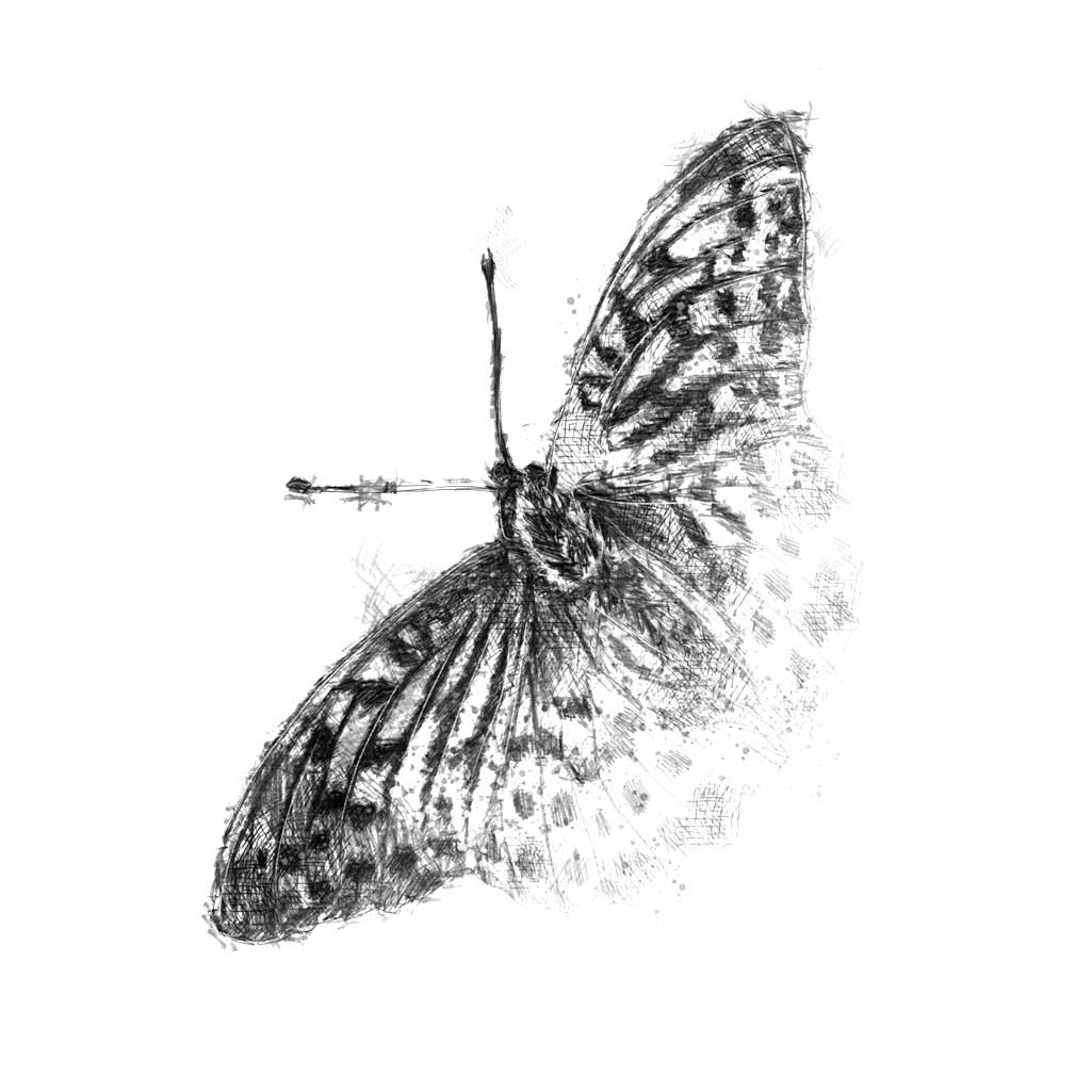 Fritillary butterfly sketch SeanBriggs