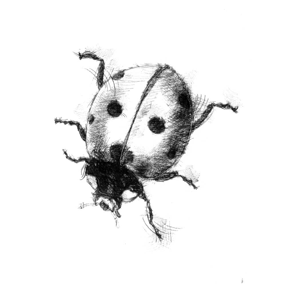 Ladybug Doodle. Beetle Sketch. Ladybird Graphic by onyxproj · Creative  Fabrica