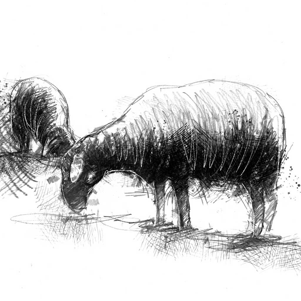 Original Sheep grazing sketch SeanBriggs
