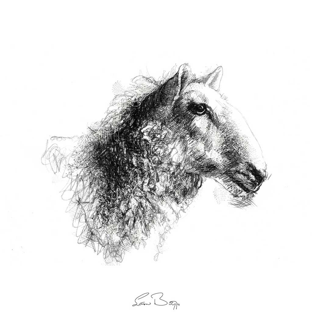 Original Sheep portrait sketch | SeanBriggs