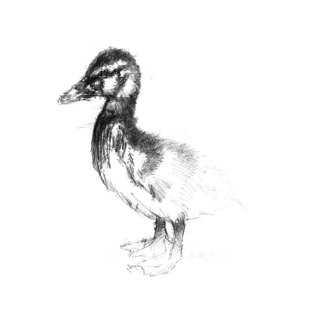 duckling drawings