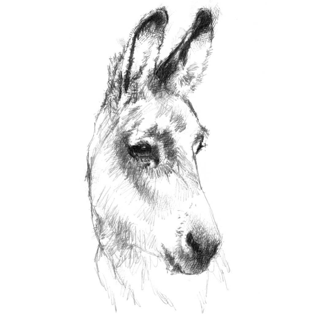 Original Donkey sketch SeanBriggs