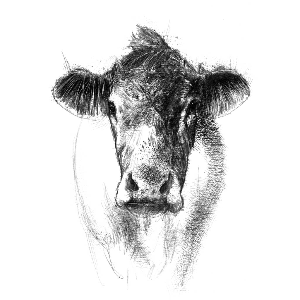 Original cow sketch | SeanBriggs