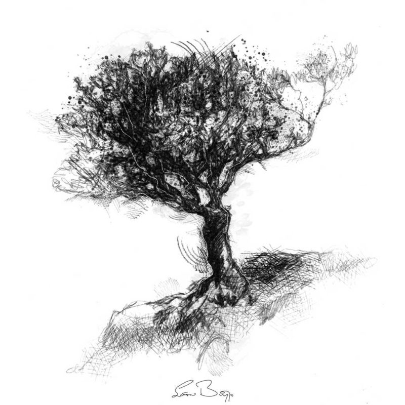 Original Holly tree sketch SeanBriggs