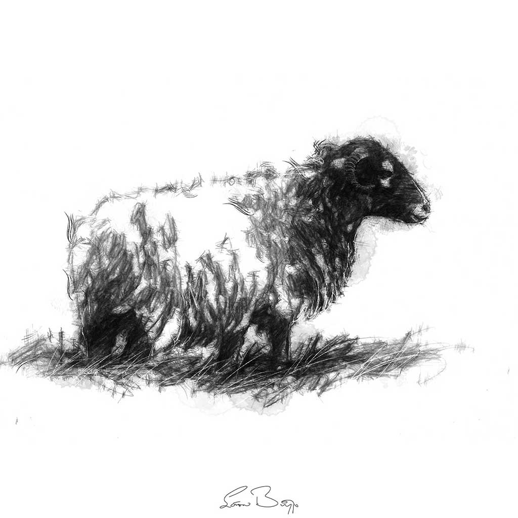 Original Lone sheep sketch | SeanBriggs