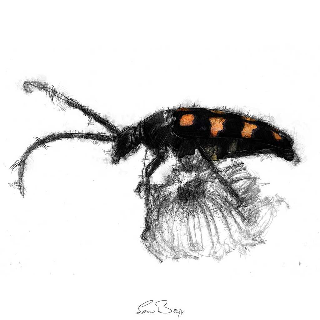 Long horned beetle sketch SeanBriggs