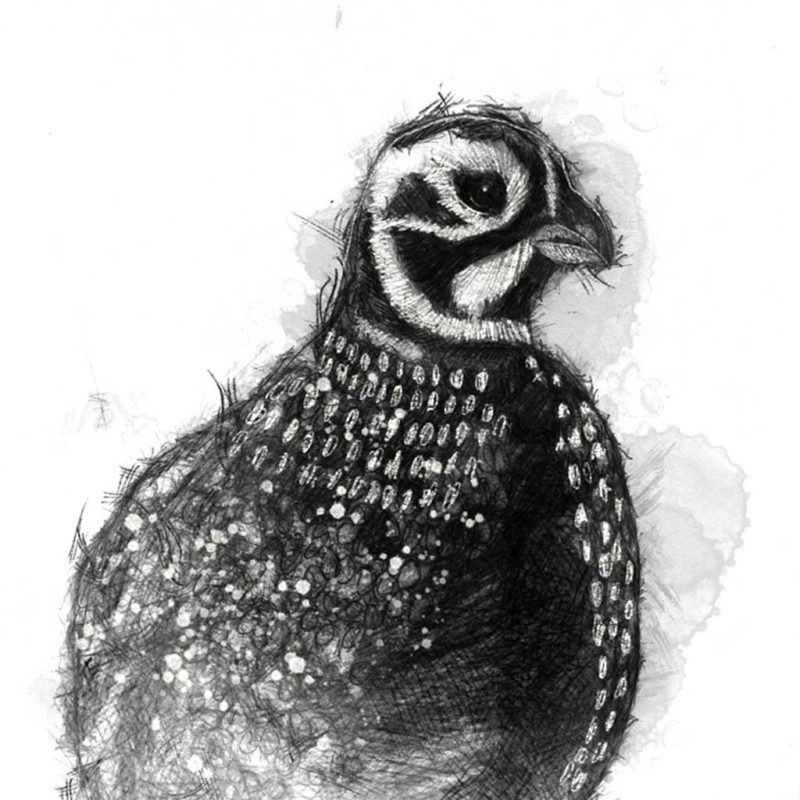 Original Quail sketch SeanBriggs