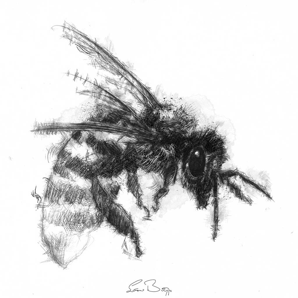 Original Honey bee sketch SeanBriggs