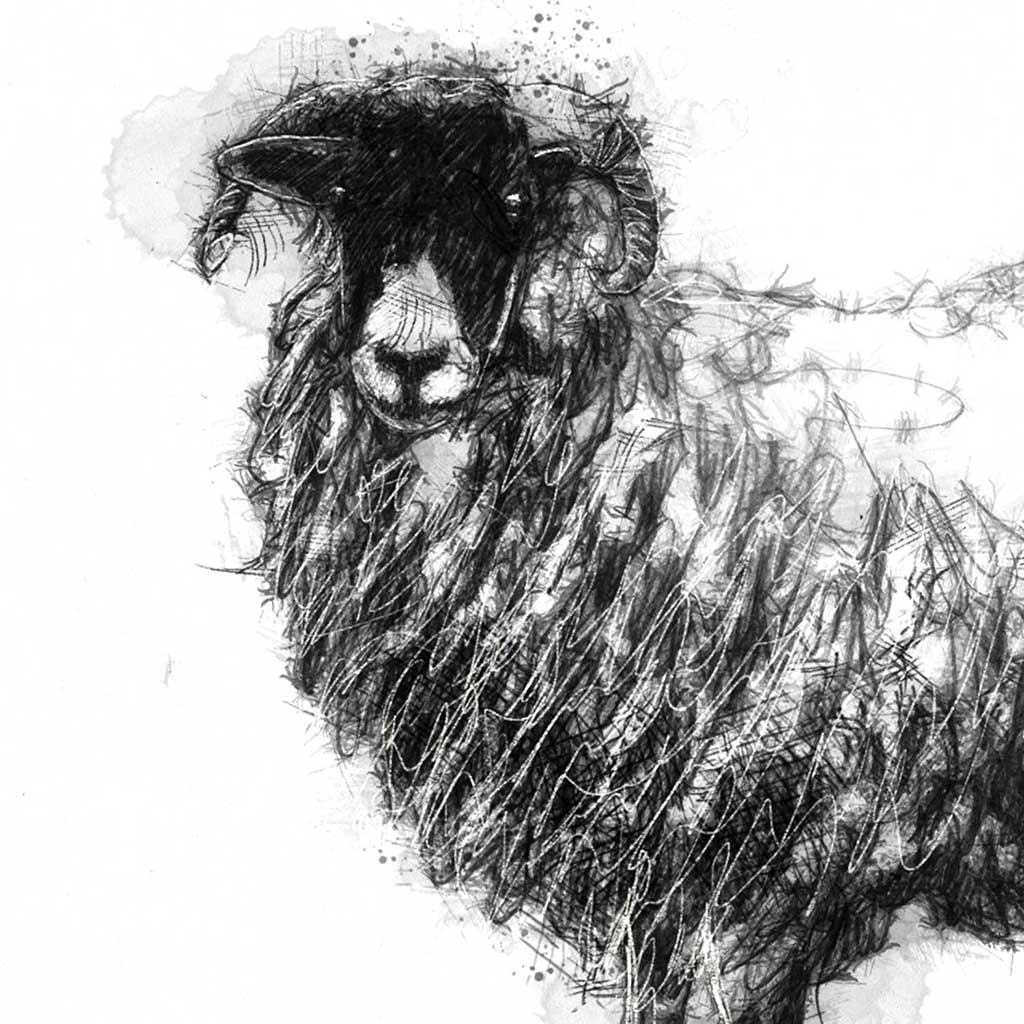 Original sheep ewe sketch | SeanBriggs