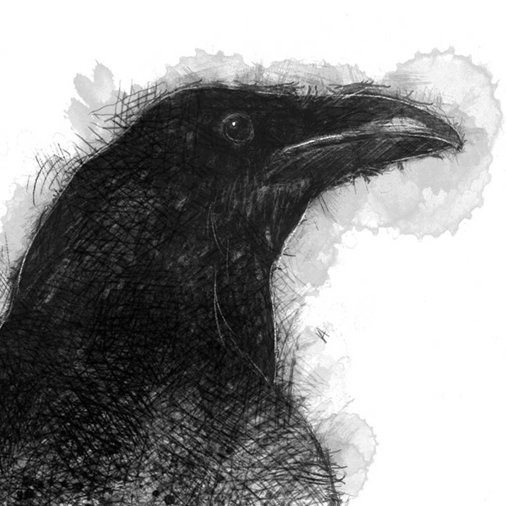 Original Raven sketch | SeanBriggs