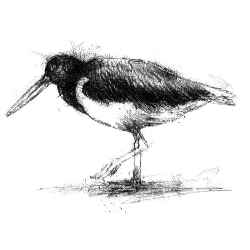 Oyster catcher SeanBriggs