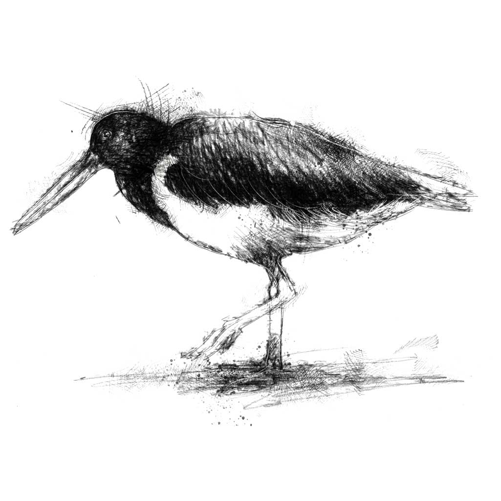 Oyster catcher SeanBriggs