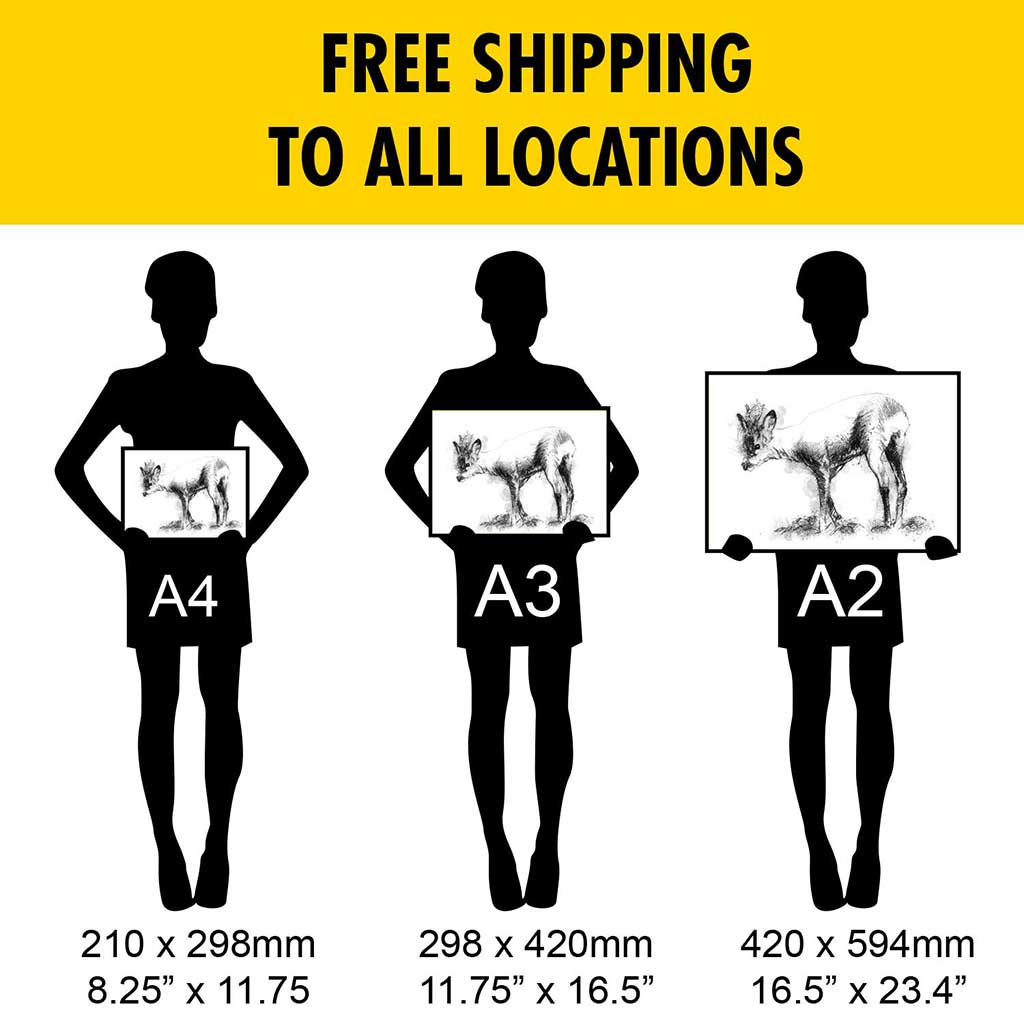 Roe deer sketch | SeanBriggs