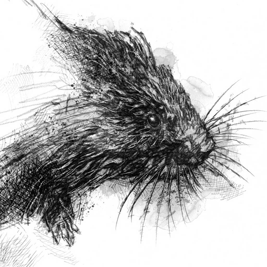 Water vole sketch SeanBriggs