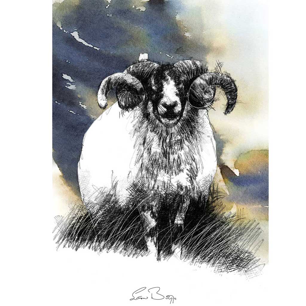 Domestic animal sketches and drawings | SeanBriggs