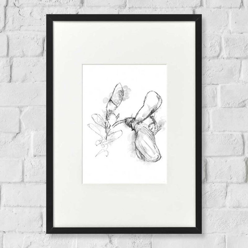 Scotch broom sketch SeanBriggs