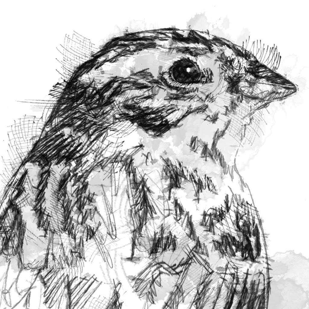 Yellow hammer sketch SeanBriggs