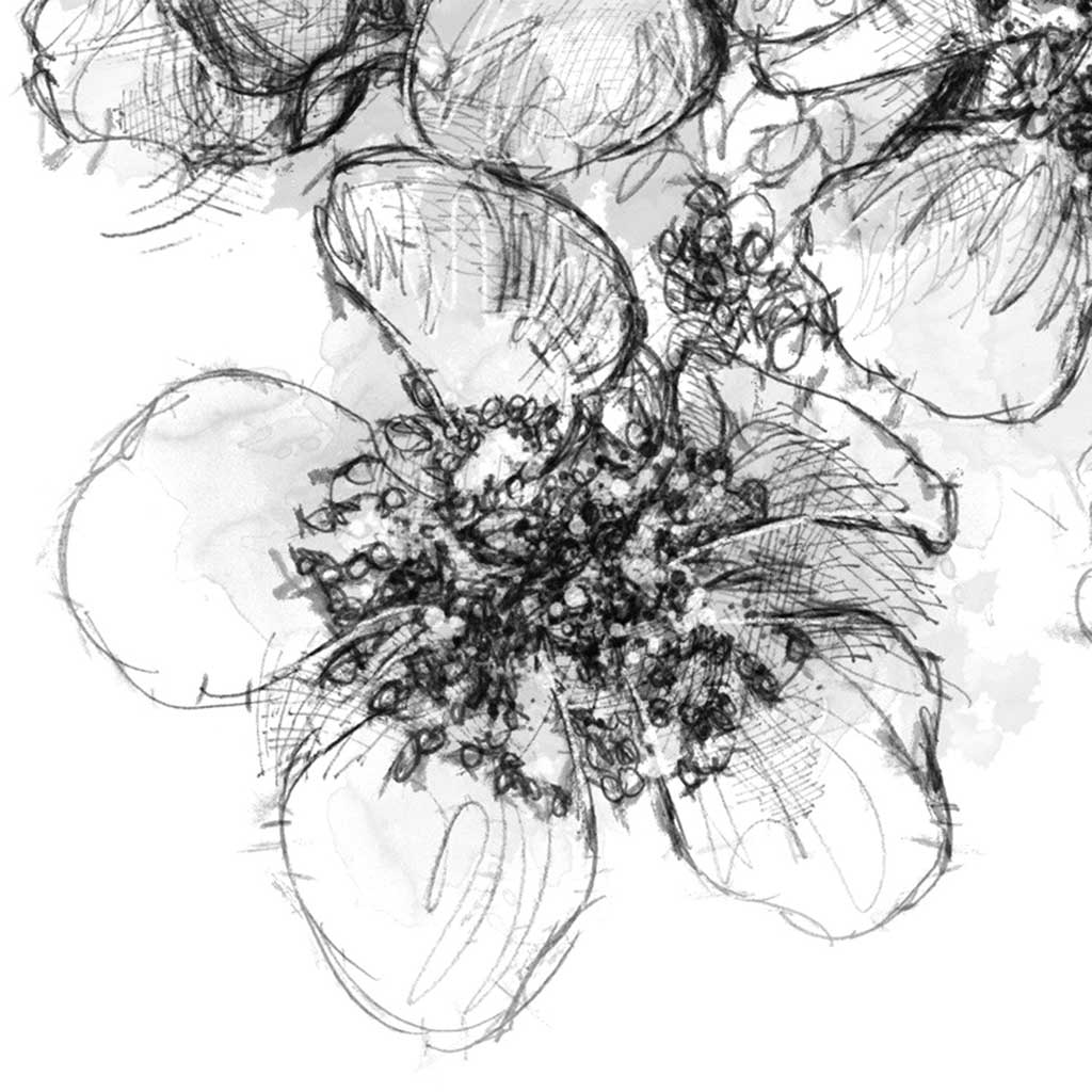 Blackberry flowers sketch SeanBriggs