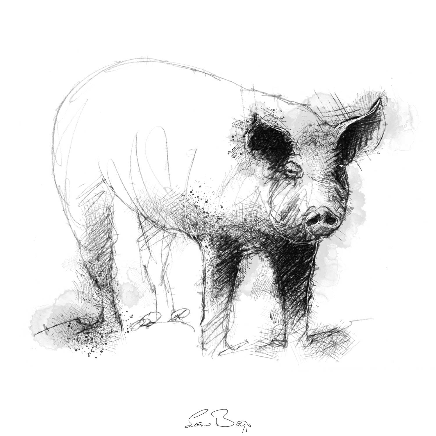 Pig sketch SeanBriggs