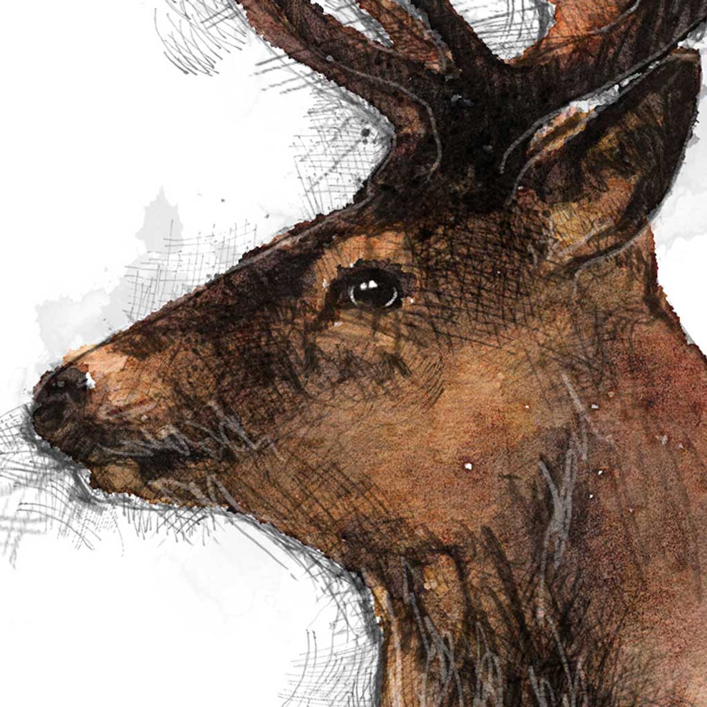 Red deer colour sketch | SeanBriggs