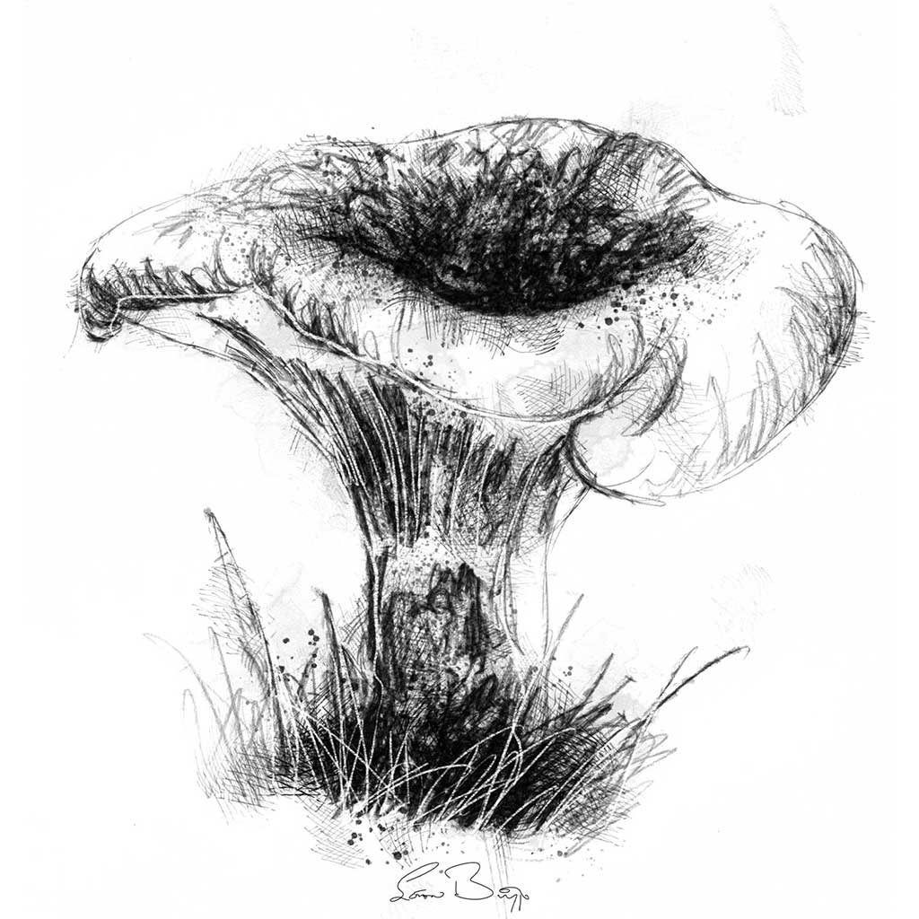 Chanterelle fungi sketch SeanBriggs