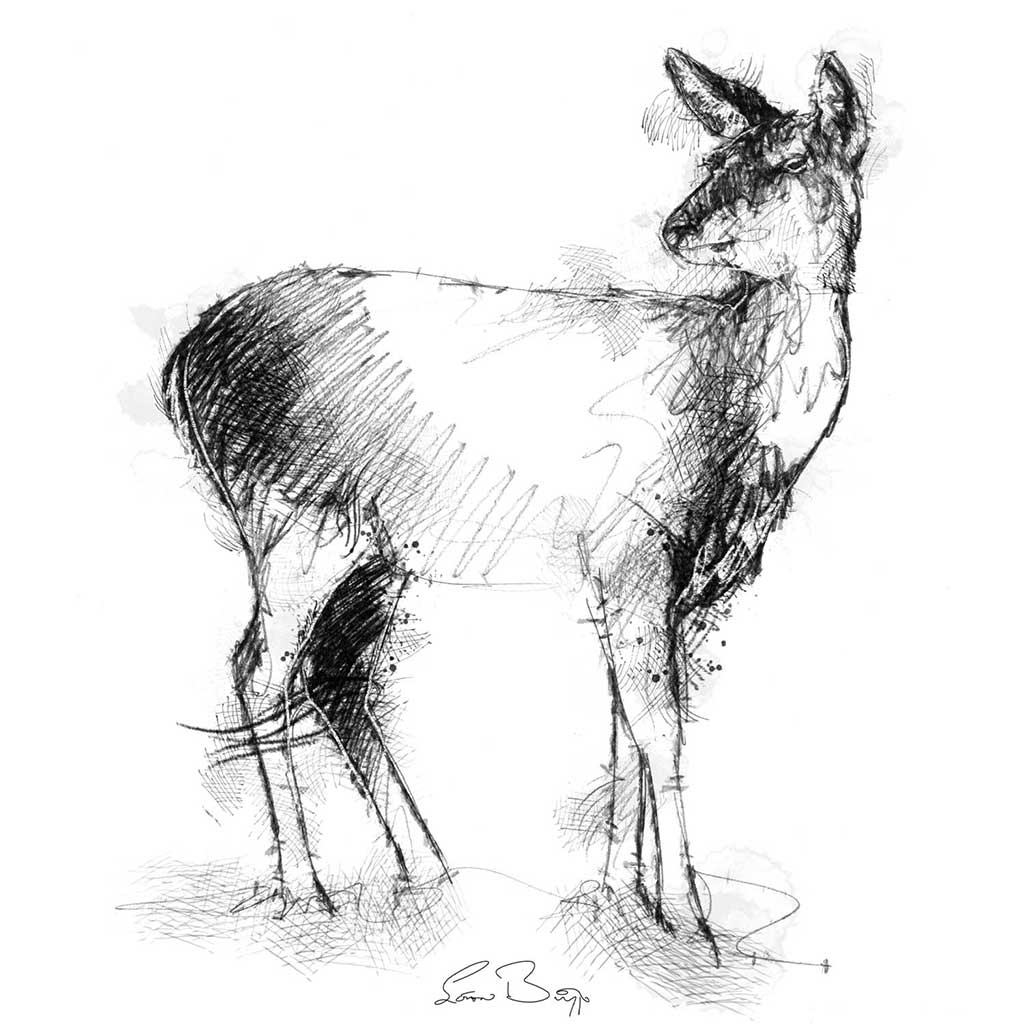 Doa a deer sketch SeanBriggs
