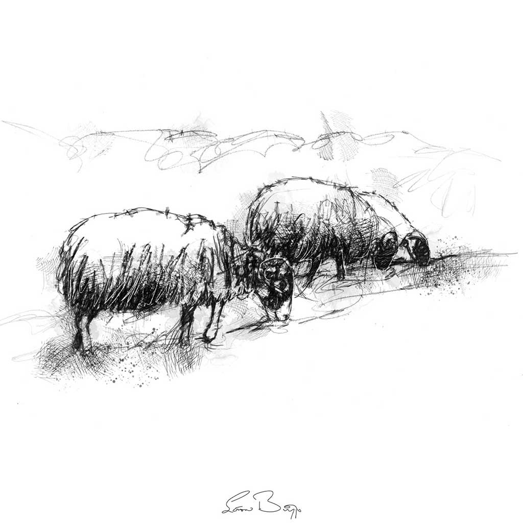 Sheep grazing sketch SeanBriggs