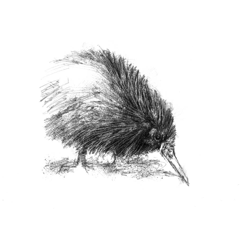Kiwi sketch SeanBriggs