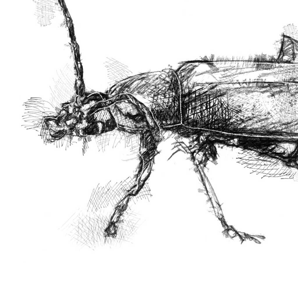 Soldier beetle sketch SeanBriggs