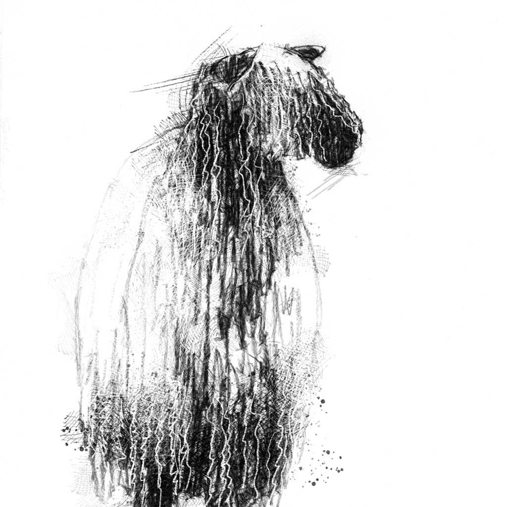Teeswater sheep sketch SeanBriggs