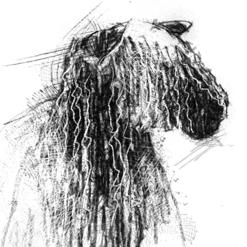 Teeswater sheep sketch SeanBriggs