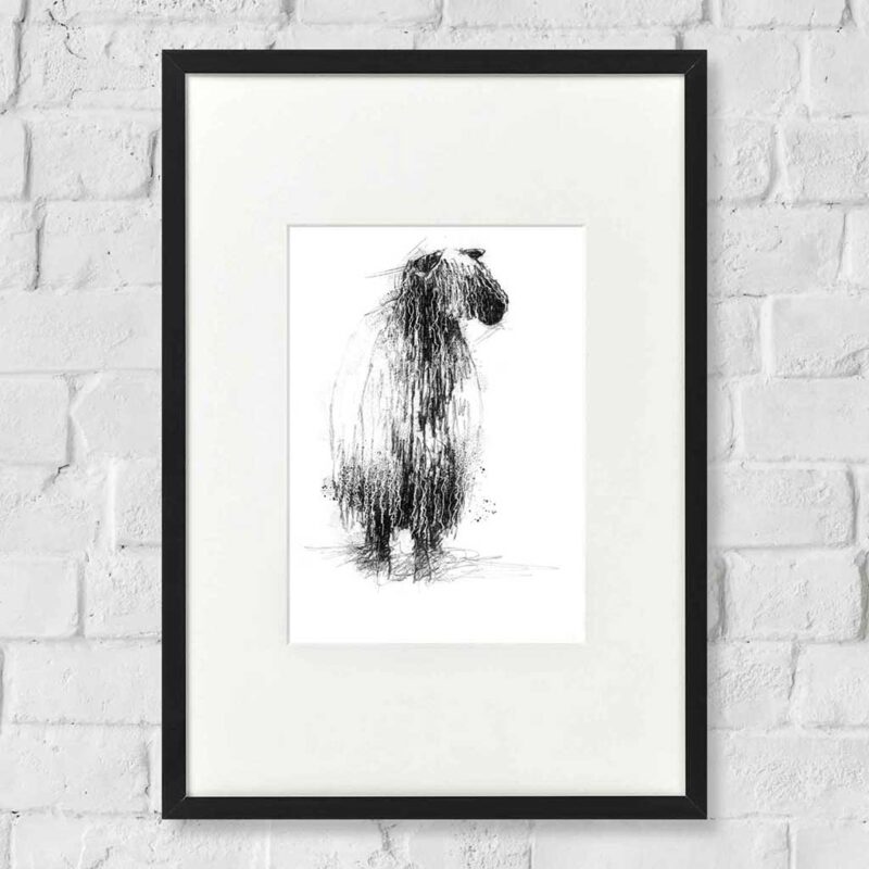 Teeswater sheep sketch SeanBriggs