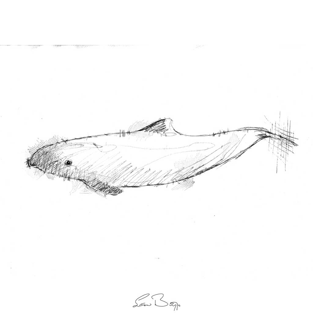 Harbour dolphin sketch | SeanBriggs