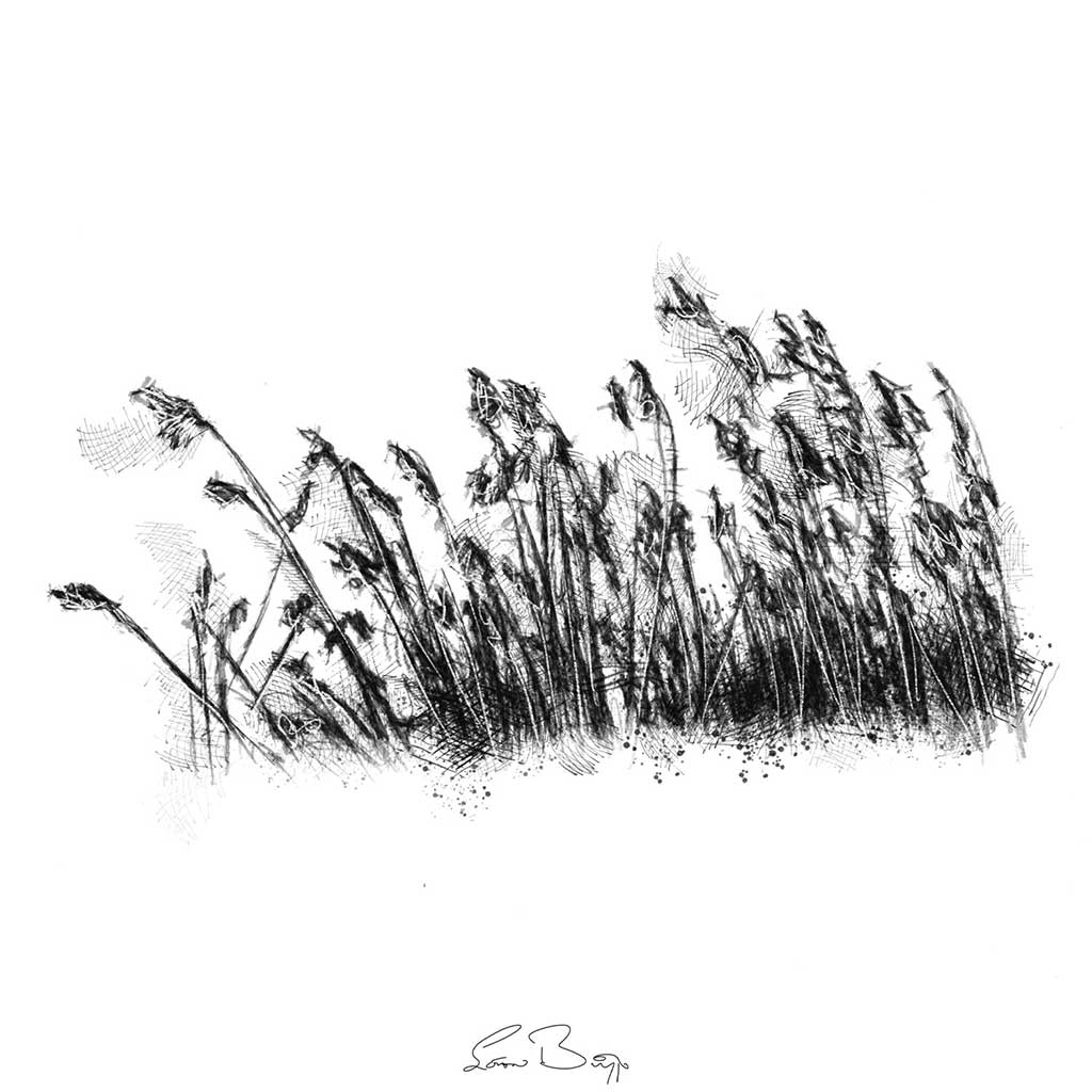 Original Rushes sketch SeanBriggs