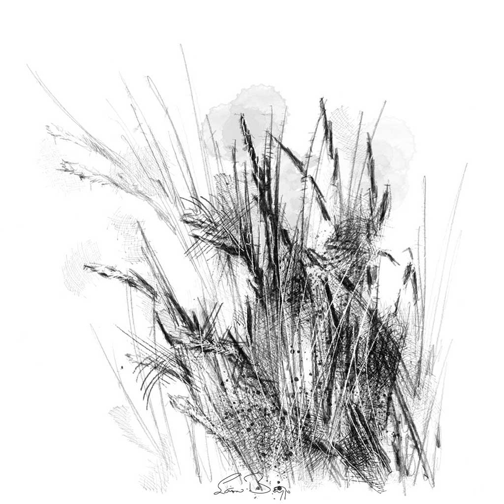 Sedge sketch SeanBriggs