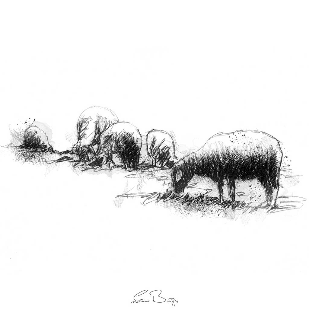 Grazing sheepsketch SeanBriggs