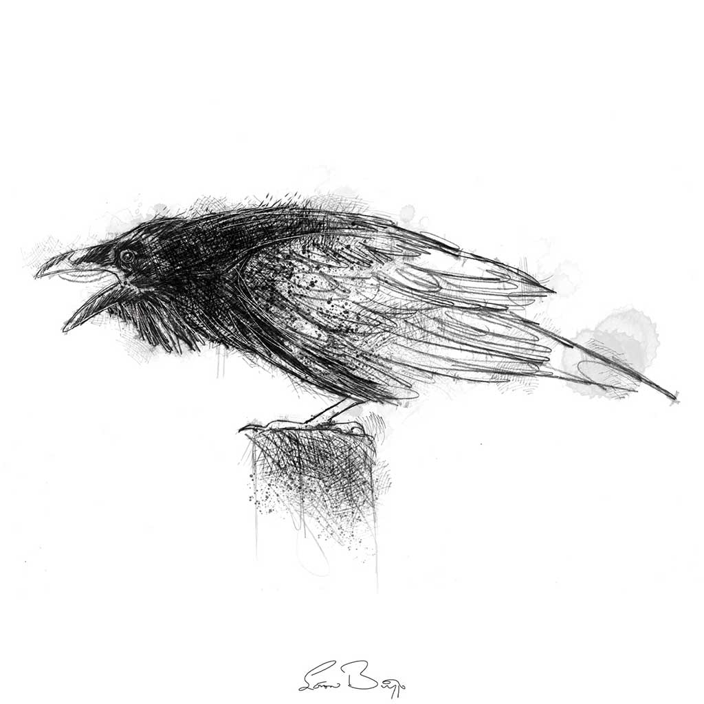 Crow call sketch | SeanBriggs